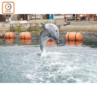 海豚的跳躍動作非常優美，百看不厭！