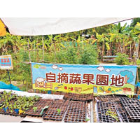 原來香港有不少識食之人會專程去農莊自己採摘並購買新鮮番茄，老闆表示有時想運到市區發售也不夠貨源呢！（c）