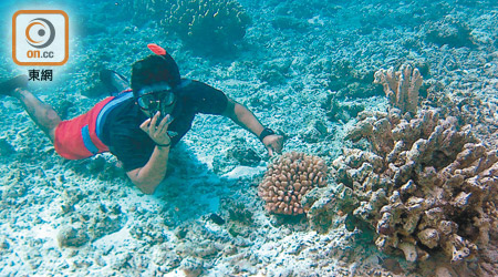 如果泳術了得，不穿救生衣也可輕易潛近珊瑚拍照。