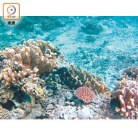 軍艦島水底能見度極高，珊瑚也算漂亮，不過小心雙腳踢到牠們受傷。