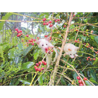 山豬園的麝香咖啡，以台灣特有亞種黃金果子貍的腸道益生菌發酵而成，入口別具風味。