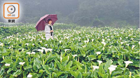 陽明山國家公園種有大量花卉，4月到竹子湖，便可看到大片海芋花海。