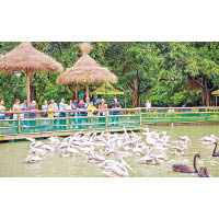 長隆飛鳥樂園內有小白鷺，白琵鷺、蒼鷺、草鷺等十多種濕地鳥類讓你近距離觀看。