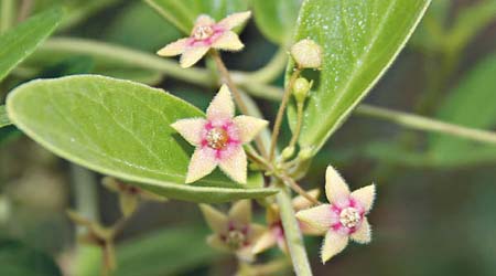 https://commons.wikimedia.org/wiki/File:Indian_ipecac_or_Anntmool_(Tylophora_indica)_in_Talakona_forest,_AP_W_IMG_8310.jpg