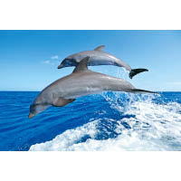 每年4月至10月是宜蘭最適宜賞鯨豚的季節，遊客可以乘坐遊艇，出海尋找鯨豚的蹤迹。