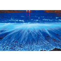 今年馬祖藍眼淚大爆發，海上泛起的藍螢光被喻為歷來最藍的一次。