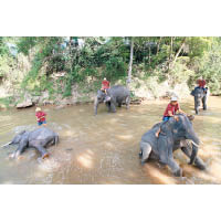 湄沙大象訓練學校為清邁最具規模的一間，內裏有多達百頭的大象。
