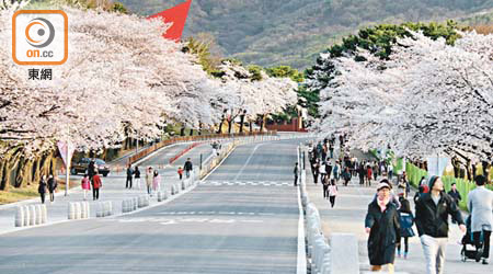 首爾大公園的人工湖旁邊有着壯觀櫻花大道，兩邊都吸引觀賞的人潮呢！