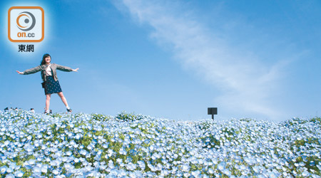 國營常陸海濱公園4至5月期間有450萬朵粉蝶花盛放，遍地藍花與藍天連成一線，畫面教人心曠神怡。