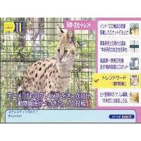 《動物朋友》動畫大熱，令全日本各個動物園的藪貓籠前逼滿人，連日本電視台都因這社會現象而進行了專題報道。