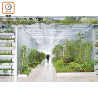 天台有由植物構成的隧道，自然感與未來感兼備。