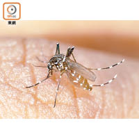 被蚊子叮咬，有可能感染登革熱等嚴重疾病，所以不能掉以輕心。