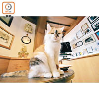 塔上有隻貓咪叫Wendelstein，於國內人氣不弱，是遊客的寵兒。