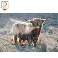 蘇格蘭高地牛樣子型格得來十分逗趣。