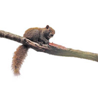 起步不久，已能欣賞到樹上野生的赤腹松鼠，可愛得很。