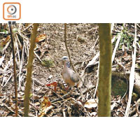 不時可以見到珠頸斑鳩在林中漫步，悠然自得。