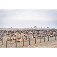 南非百分之七十的經濟收入來自農業，所以國家對農場有嚴格規管，讓牛隻在廣大的牧場成長。
