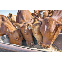 以穀飼方式餵養，飼料由營養學家及動物專家處方，令牛隻保持適中身形。