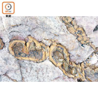 香腸狀結構<br>岩石表面出現「香腸串」？原來外層是鬆軟的泥岩，包裹着硬而易碎的沙岩，經持續擠壓而形成。
