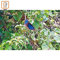步行途中，不妨留意兩旁的自然生態，圖為藍點紫斑蝶。