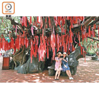 園區設有許願樹，樹上掛滿紅色的願望帶，人氣跟大埔林村的有得揮。