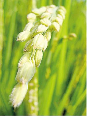 https://commons.wikimedia.org/wiki/File:Spike-of-rice-Taiwan.png