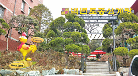 百年土種參雞湯在韓國享負盛名。