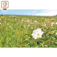 烏拉蓋芍藥谷面積達2,000畝，每年6月中芍藥花便會花開滿谷。