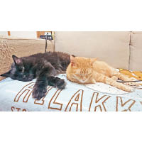 原來Gigi私底下是一位貓奴，並於美國留學期間收養了kiki（左）和蛋黃（右）。