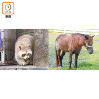 其他動物尚包括沅熊和侏儒馬，都的骰可愛深得遊客歡心。