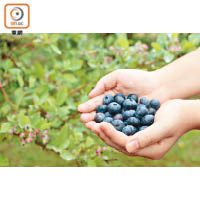 黑藍色的藍莓代表已成熟，入口清甜微酸。