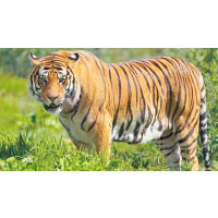 在印度生活的老虎都屬於孟加拉虎。