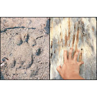 根據老虎留下的腳印、爪痕和糞便，工作人員大約掌握老虎的性別、年齡、身體狀況和出沒地點。