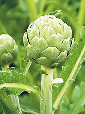 https://en.wikipedia.org/wiki/Artichoke#/media/File:Artichoke_J1.jpg