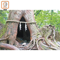 杉樹群中有因拍攝廣告而一度爆紅的樹洞，不過現已禁止訪客入洞。