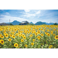 拍攝花卉，季節天氣及太陽光線的方向很重要，所以要事先留意花期，及日出日落的太陽座向。這張攝於日本香川縣的照片採用了逆光拍攝，增強花瓣的通透感覺，及呈現花卉的紋理。