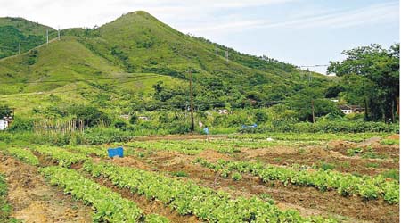 每100平方呎農地租金為$1,800，可租用農地3個月。