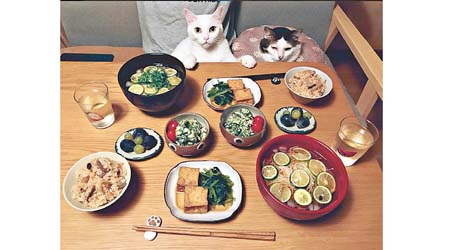 面對着煮豆腐、米飯和日本素麵，以及貓奴父母送來的石川提子，貓主子依然可以眼定定望鏡頭，好定力。
