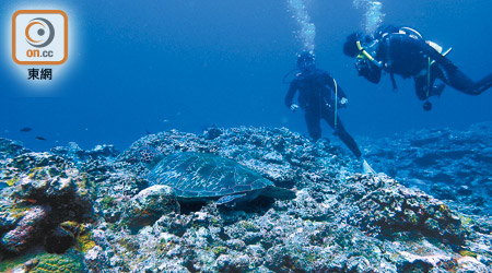 石垣島西邊的沙灘是海龜生蛋的地方，而附近一帶海域亦可發現牠們的蹤影。