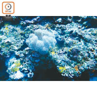 石垣島一帶海域擁有200種珊瑚，種類相當豐富。