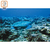 目測長約1.5米的海龜伏在珊瑚礁上，令人看得興奮！