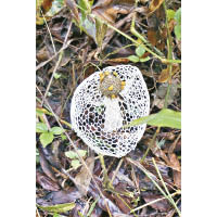 在登上素帖山國家公園（Doi Suthep-Pui National Park）的路途上，發現竹笙原來是靠吸引蒼蠅來傳播孢子的。