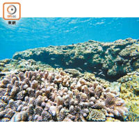 西表島東端的Nobaru Reef，水較深魚群亦更多。