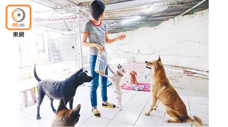 「阿棍屋」有別於其他領養機構，除了收容流浪動物，亦會為有需要人士提供動物暫託服務。