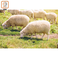 大關嶺羊群牧場內有200多隻綿羊，讓你可近距離接觸。