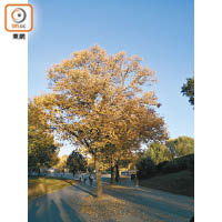 試相：<br>日光下成像細緻，放大相片後連樹葉紋理都清晰可見，色調自然。