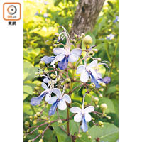 藍色小花名藍蝴蝶，形狀和蝴蝶相若，屬蜜源植物，非常受蝴蝶歡迎。