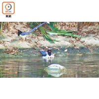 在人工湖中戲水的紅嘴藍鵲，頭部黑色、紅色嘴配藍色身體，加上長長的尾巴，相當搶眼。