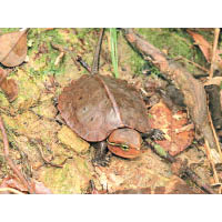 偶然看到香港原生大頭龜，由於本地野生原生龜幾近絕迹，故Human指不透露她發現地點以保護牠們。