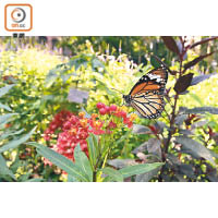 虎斑蝶的幼蟲，很喜歡吃有毒的蘿藦科植物，毒素囤積體內，令捕獵者卻步。